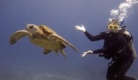 Great Guided Dives!