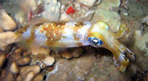 Night Squid
