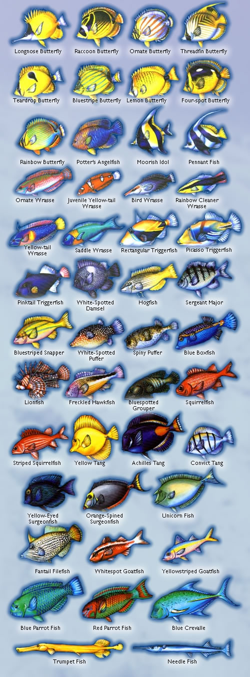 Fish Chart With Names